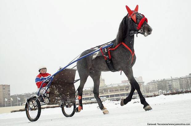 Музей Московского ипподрома ипподром, музей, москва