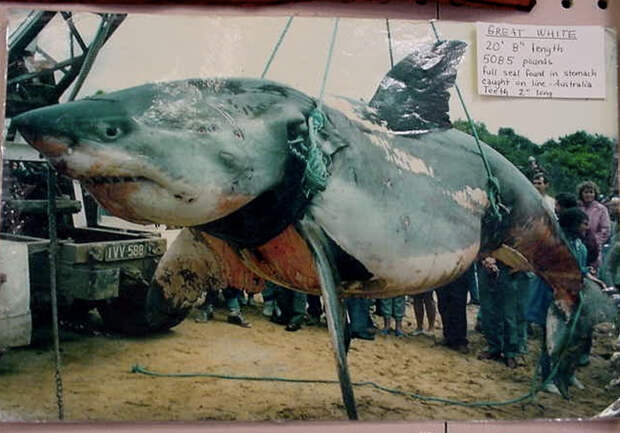 Самые большие пойманные акулы