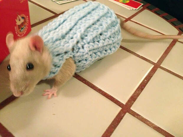 12. Мой новый свитер - как раз к зиме! животные, зима, милота, свитер