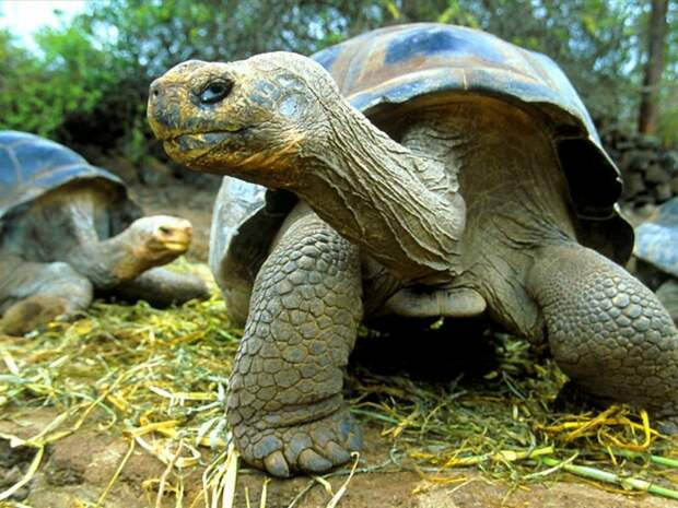 Галапагосская, или слоновая черепаха (Chelonoidis elephantopus), фото рептилии пресмыкающиеся картинка