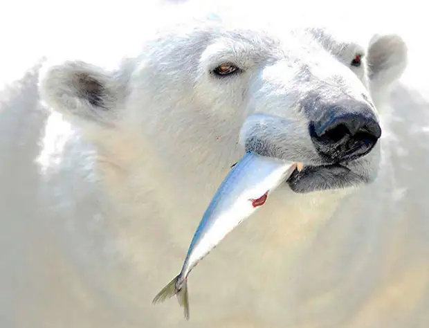 При наличие достаточного количества еды - полярные белые медведи, достаточно избирательны