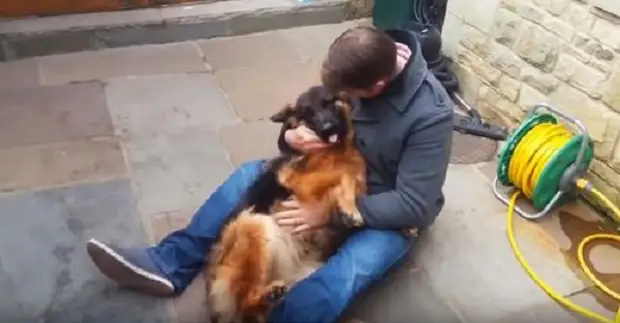 Долгожданная встреча: нашедшая хозяина овчарка, плачет от счастья