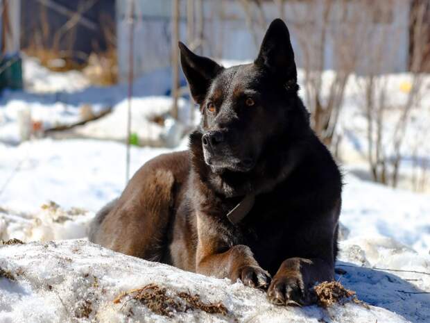 Местные власти дали комментарий по поводу ситуации с собакой, покусавшей ребёнка в Тобольске