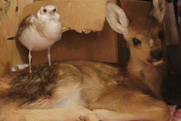 В Иркутском контактном зоопарке чайка подружилась с олененком, который остался без матери