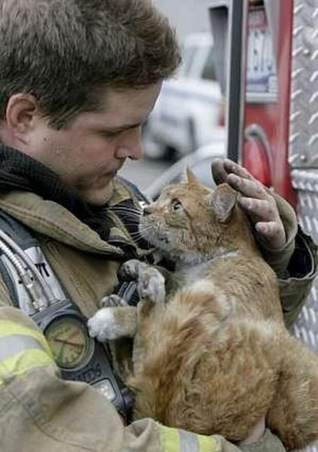 Подборка спасенных котов. Очень трогательные фото!