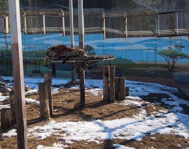 Однажды в Ярославском зоопарке досуг, животные, зоопарк, птицы, россия, рыбы, ярославль, ящерицы