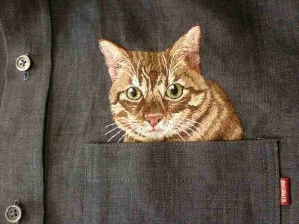 Карманные коты