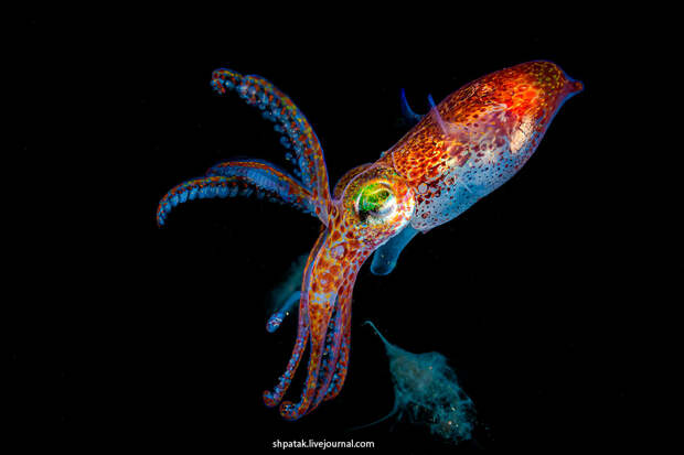 Каракатица Sepiola birostrata