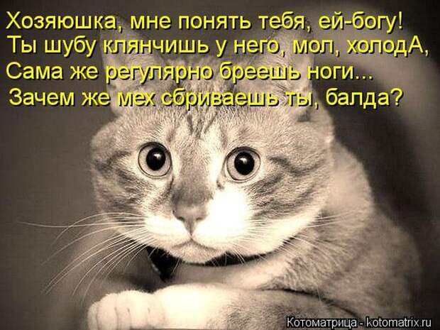 Лучшие котоматрицы недели Лучшие котоматрицы недели
