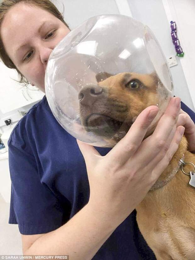 The four-month-old's owner Sarah Unwin, of Rugby, Warwickshire, was forced to take her to the emergency vets when they failed to get the glass jar off 