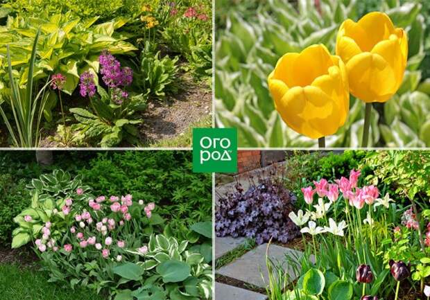 хоста и первоцветы