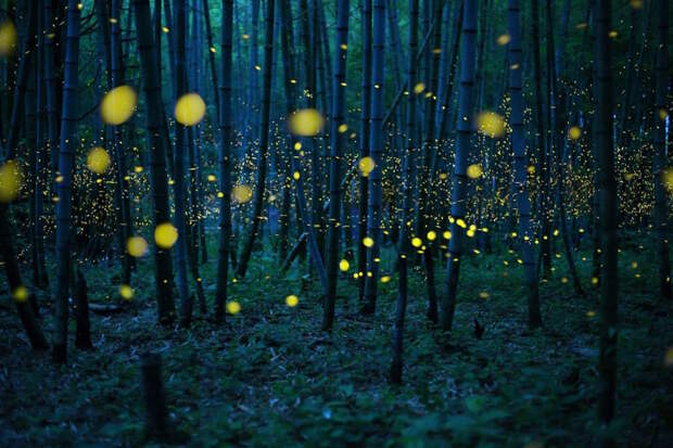 Светлячки в бамбуковом лесу без фотошопа, фотографии, шедевры