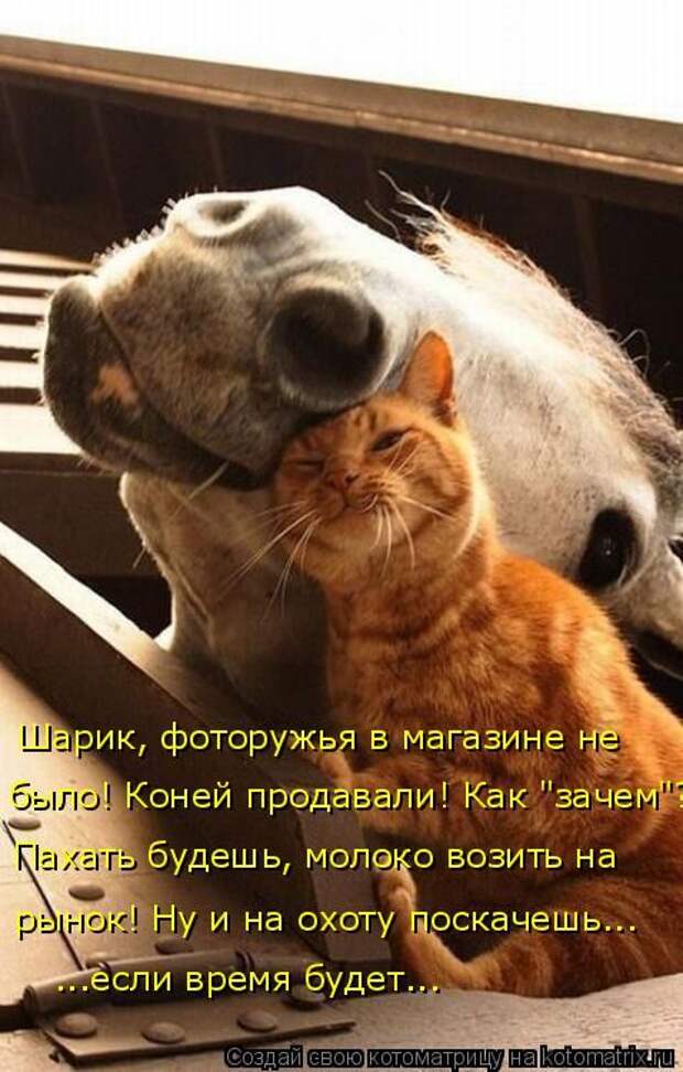 Лучшие котоматрицы недели (50 фото)