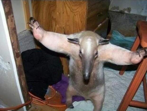 Никто больше не смеет есть моих муравьёв! Никто!!!