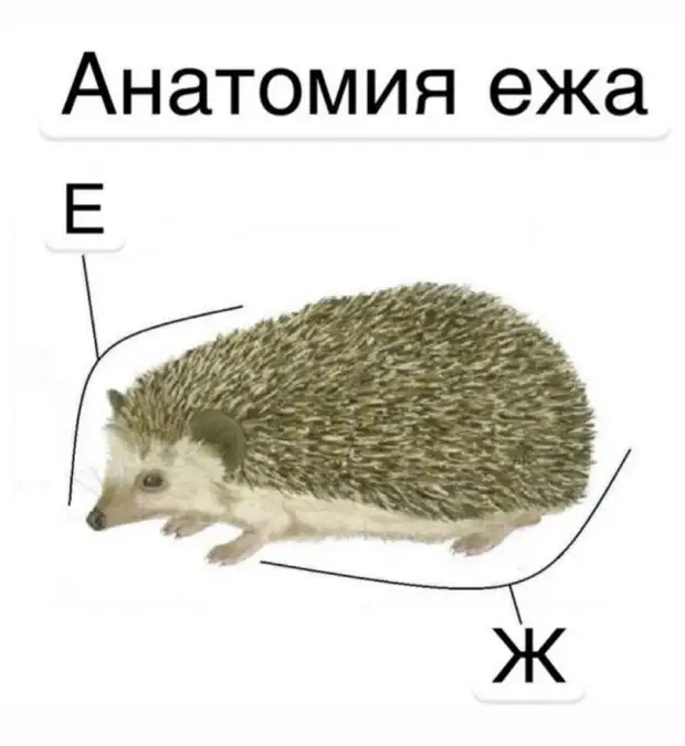 Воскресный юмор - лучшая подборка