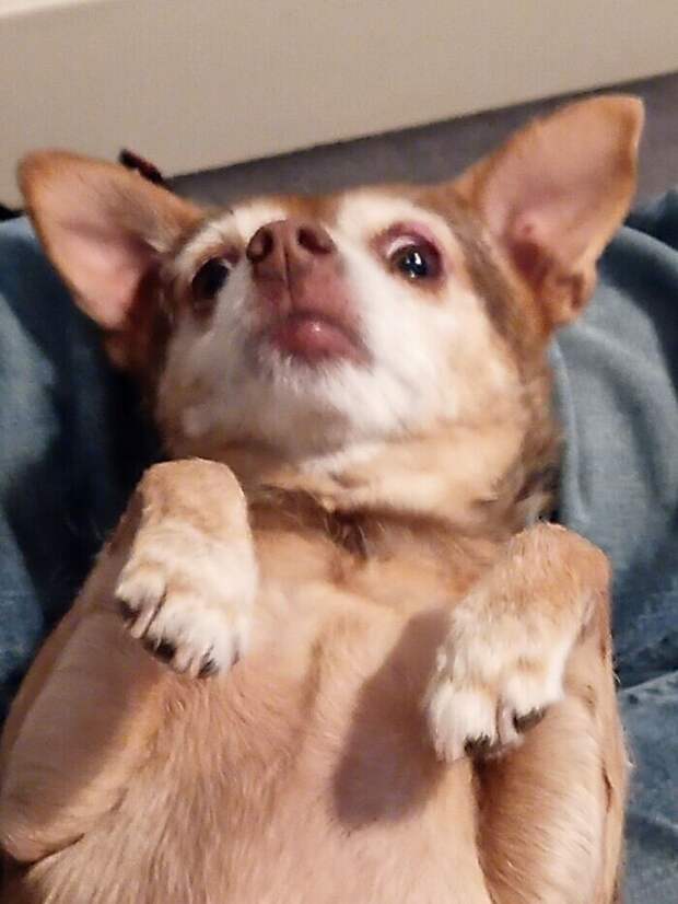 Bigpicture.ru забавных фото с животными, которые гарантированно поднимут вам настроение