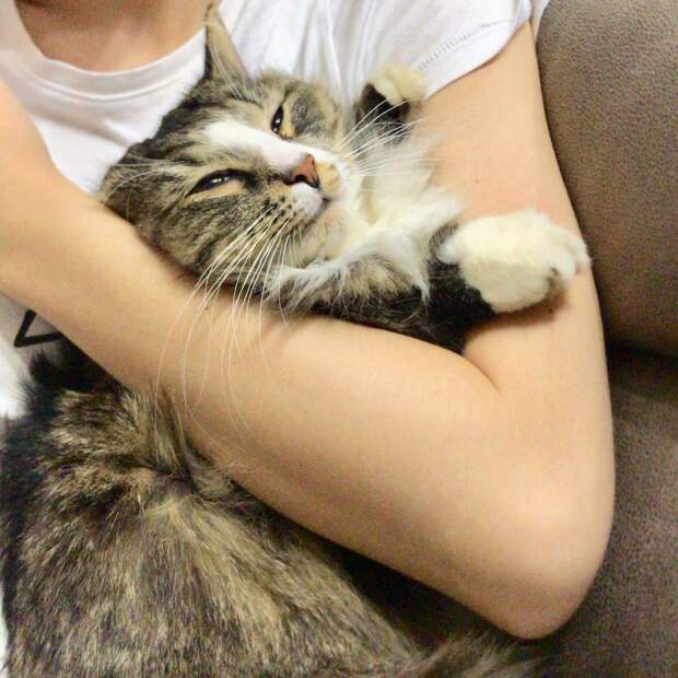 дом для кота кот на руках