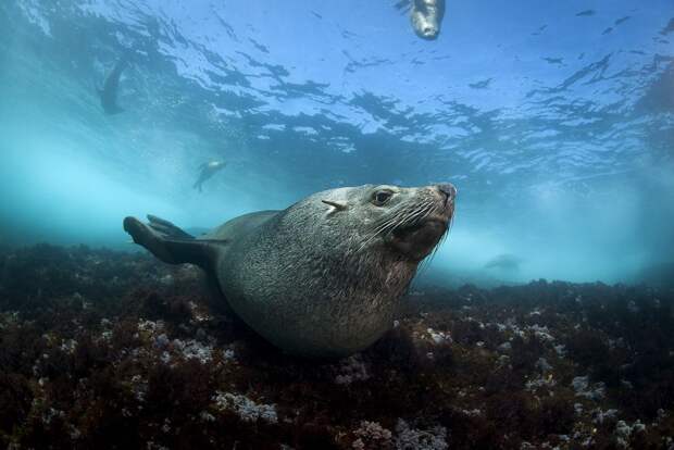 FurSeals07 Счастливые капские морские котики