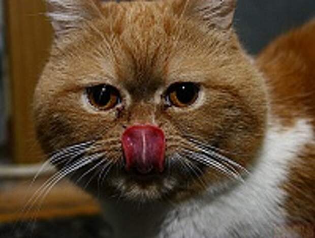 Кошки и Котята 66