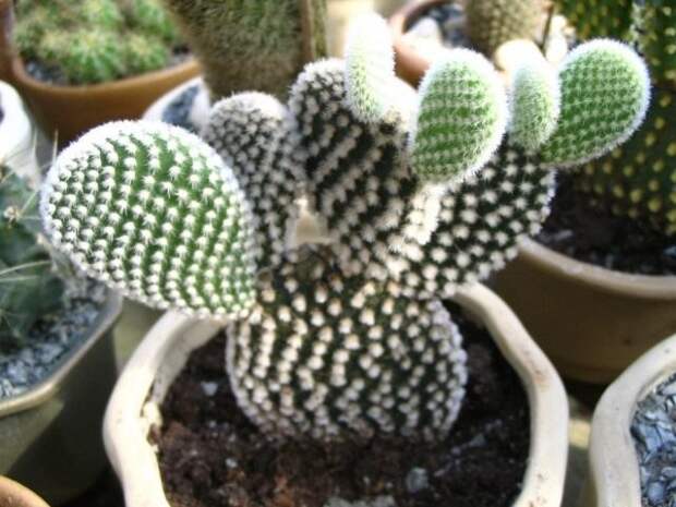 Опунция мелковолосистая (Opuntia microdasys)