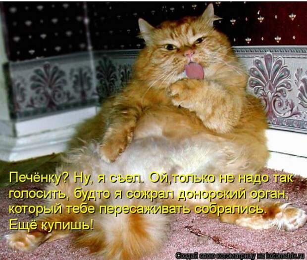 Лучшие котоматрицы недели Лучшие котоматрицы недели