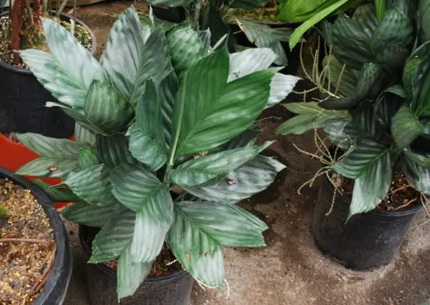   (Chamaedorea metallica)       -    .