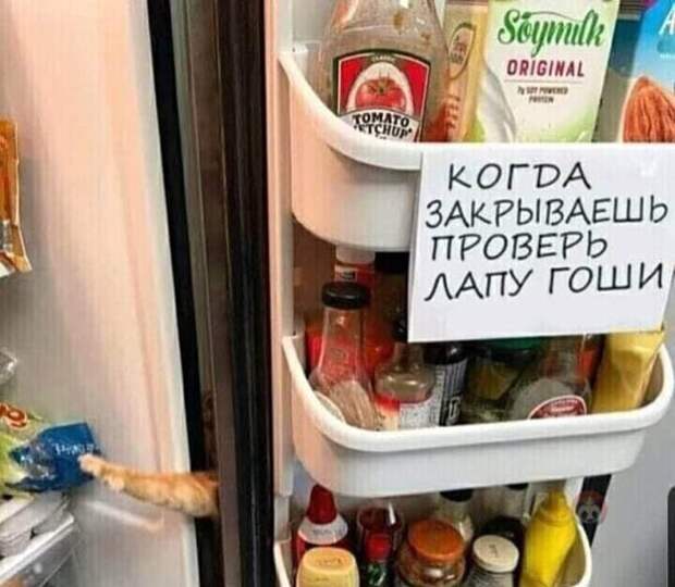 Проверь лапу Проверь лапу