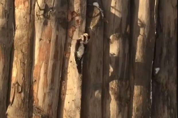 Редкий дятел нарушил покой обитателей Новосибирского зоопарка