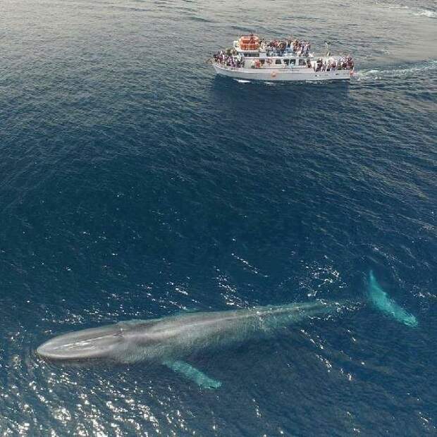 Молодой Синий кит на поверхности. 