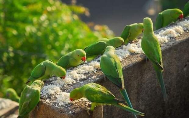 Столовая для 4000 попугаев животные, птицы, факты