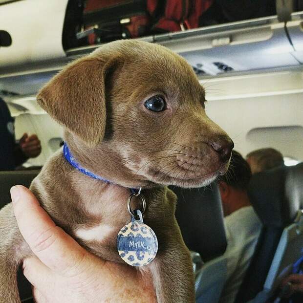 Стоит ли брать собак в салон самолета?
