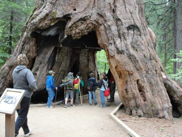 В Калифорнии рухнула «Первая хижина»: циклон повалил знаменитое дерево-туннель Калифорния США, дерево, секвойя