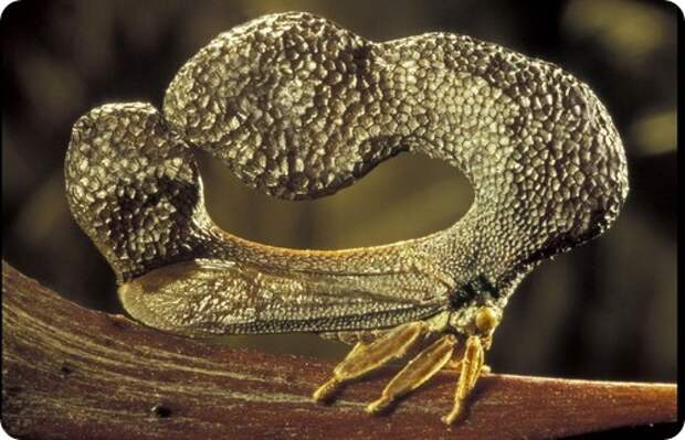 Бразильская горбатка- Bocydium globulare