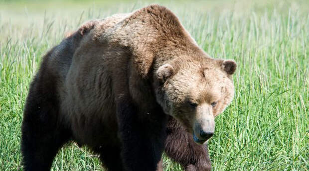 Медведь Медведи являются одними из самых милых крупных хищников в мире — в сказках многих народов они показаны добродушными увальнями, часто выступающими на стороне героя. Это довольно странно, ведь именно медведи числятся одним из немногих животных, способных специально охотиться и убивать людей. Потенциальную опасность несет встреча с любым подвидом, а знакомство с гризли или белым медведем пережить и вовсе не получится.