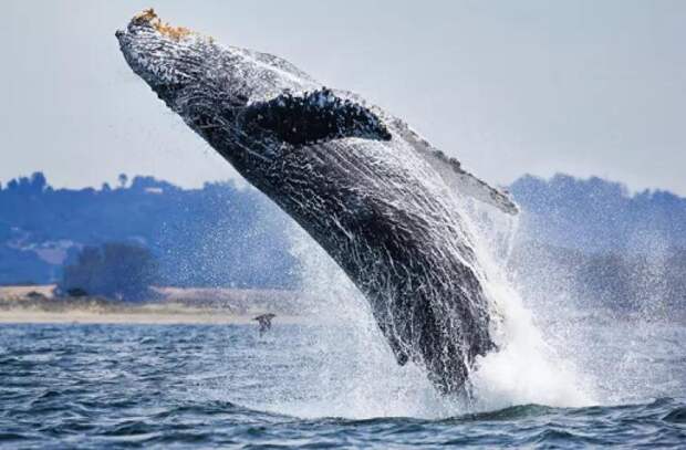 В желудке кита, выброшенного на побережье Франции, нашли 16 килограммов пластика