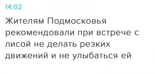 СМИ про лис