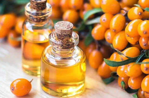 Облепиха – полезные свойства и применение