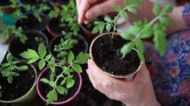 Активированный уголь для рассады: дешевый способ спасти растения от гнили