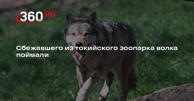 Сбежавшего из токийского зоопарка волка поймали