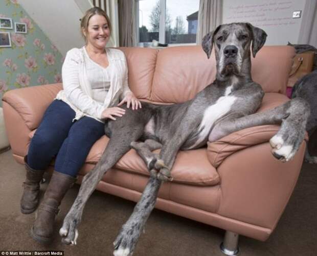 Знакомьтесь, это Фредди. Самая большая собака в мире!