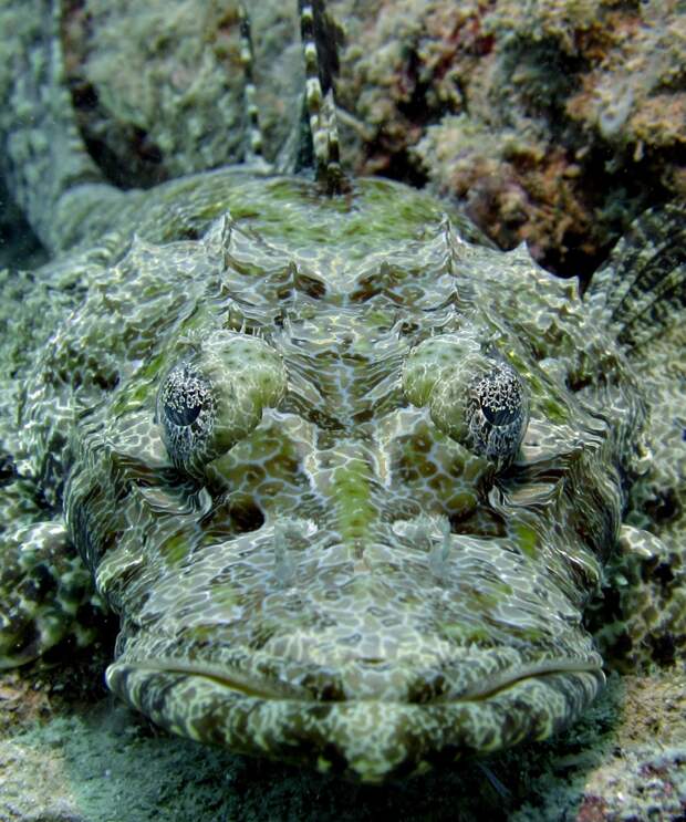 Crocodile Fish, Cymbacephalus beauforti