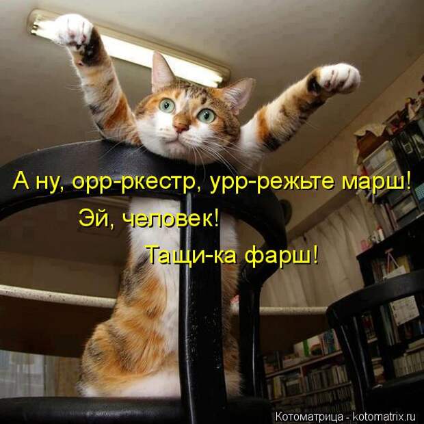 Лучшие котоматрицы недели (51 фото)
