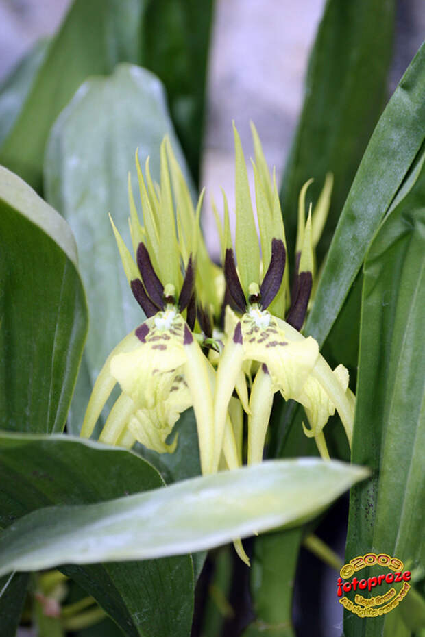 3859890580_b5f46ba65e_b[1] (466x700, 167Kb)