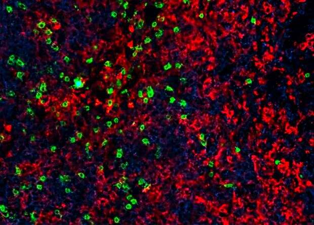 Сочетание иммунопрепарата и CAR-T-лимфоцитов сохранило жизнь мышам с онкозаболеваниями