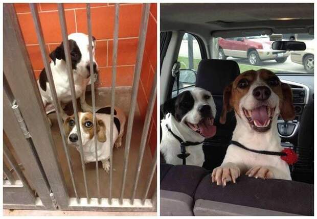 морды спасенных собак, счастливые спасенные собаки, собаки по дороге в новый дом, 