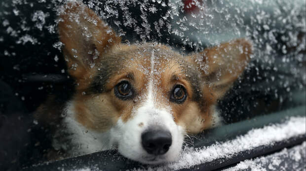 В Амурской области корги с хозяином едва не замерзли в авто