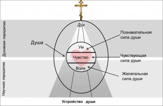 Тело душа дух картинки