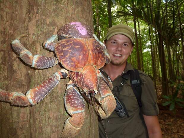 Coconutcrab10 Самый крупный представитель членистоногих, кокосовый краб!