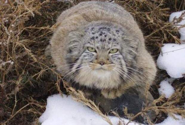 Найденыши животные, коты