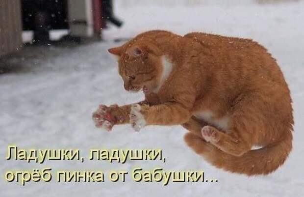Просто котики коты, юмор